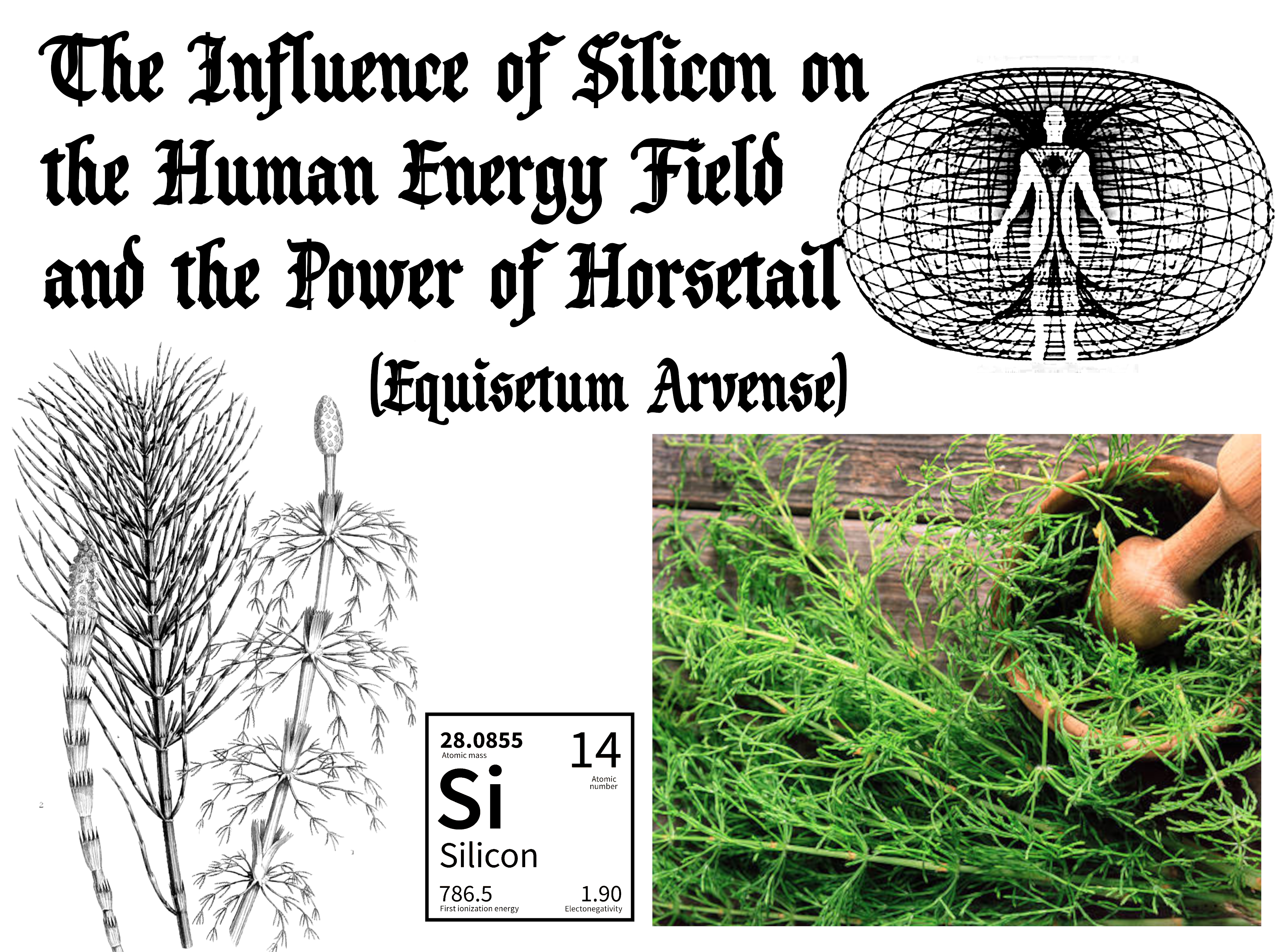 The Influence of Silicon on the Human Energy Field and the Power of Horsetail (Equisetum Arvense)
