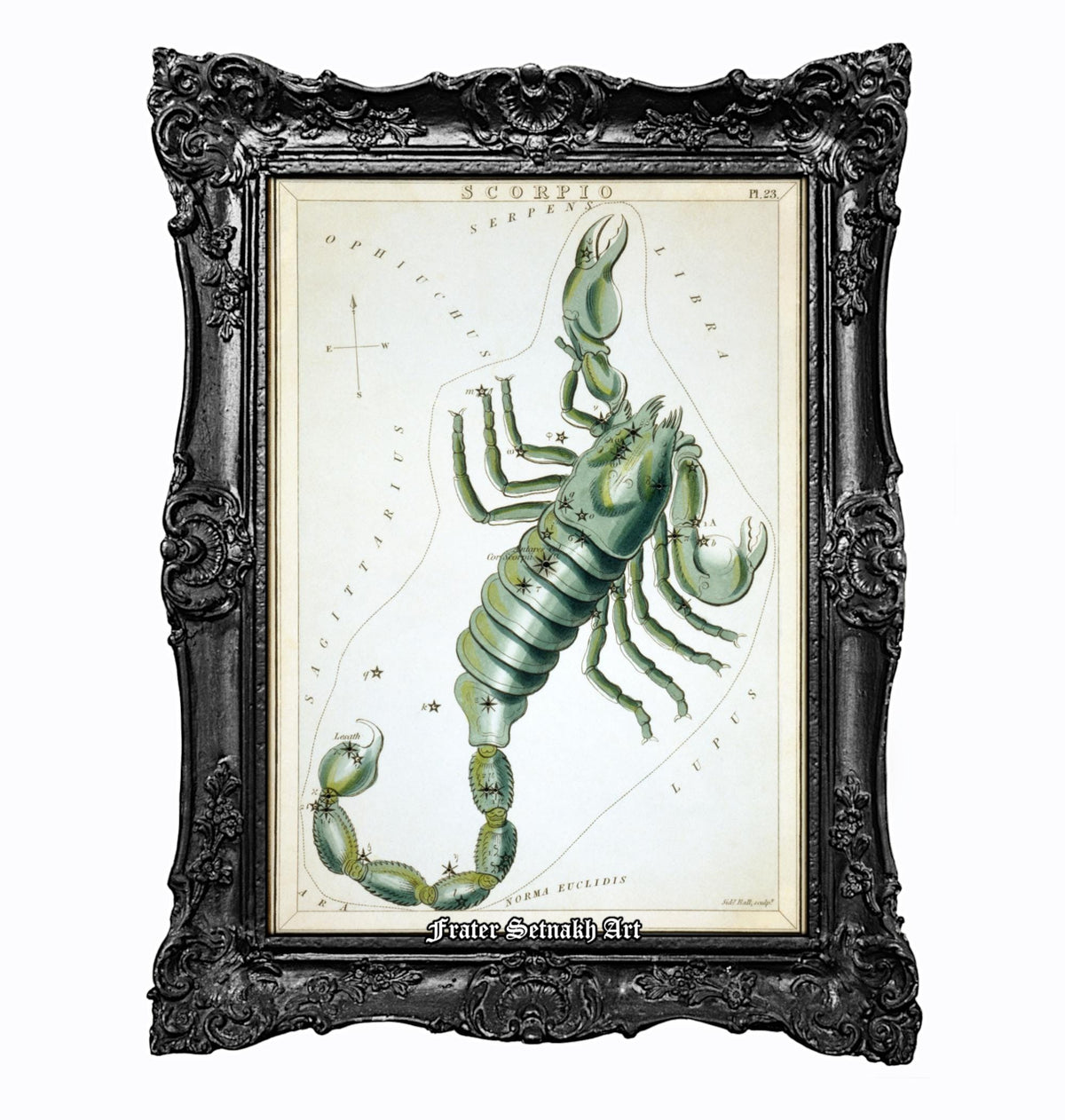 a framed illustration of a green scorpion.