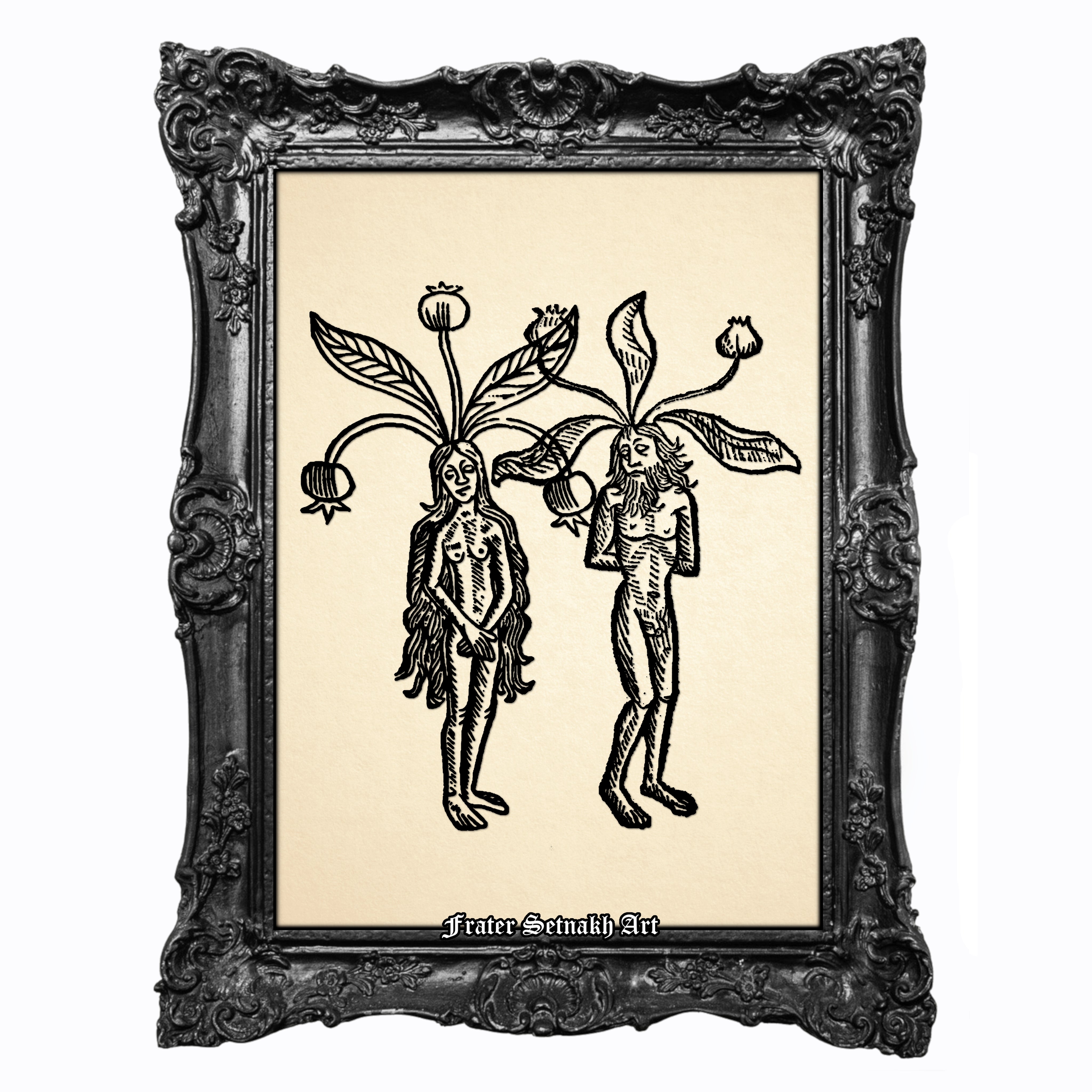 Mandrake (Mandragora) Print, Jakob Meydenbach, Hortus Sanitatis, 1491, Occult Witch Plant Print, Medieval Herb Illustration & Esoteric Botanical Poster #213