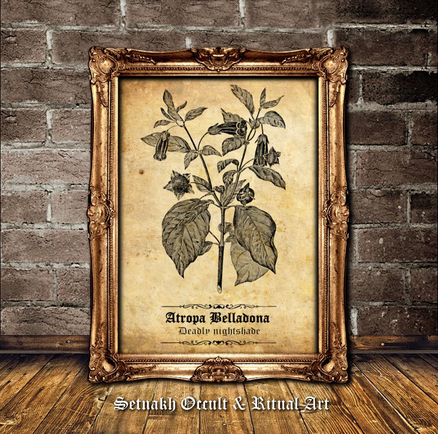 Atropa Belladonna Antique Print – Deadly Nightshade Botanical Illustration, The Witches’ Herb, Occult Herbal Wall Art, Witchcraft Print, Wiccan Pagan Decor, Vintage Botanical Sketch #N5