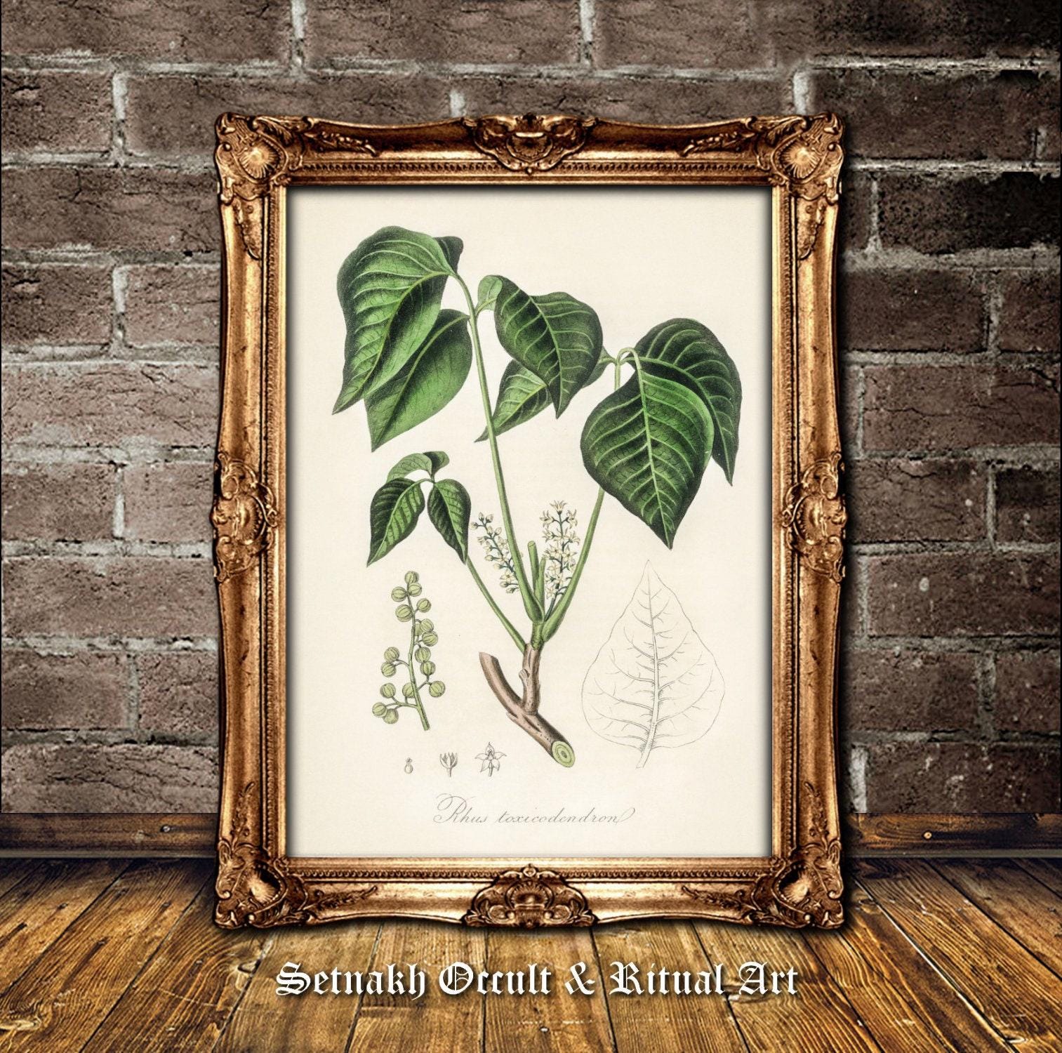 Poison Ivy art print, herbs used in witchcraft poster, wiccan and pagan wallart, poisonous plant, witch house decor, botanical, nature #N3