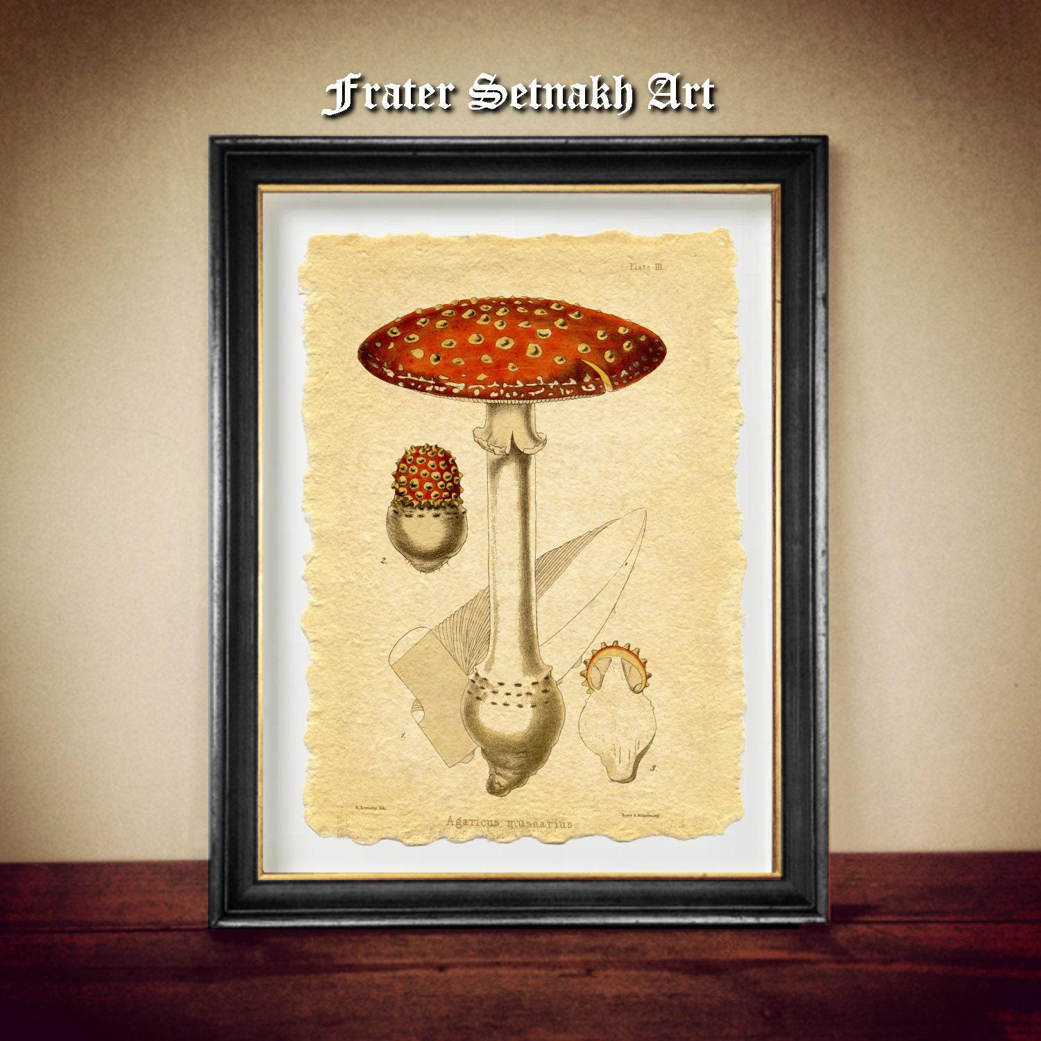 Amanita Muscaria, Fly Agaric print, Witchcraft, Mushrooms Magick, fertility, lucid dreaming, OOBE, enhanced clarity of the mind N6.57