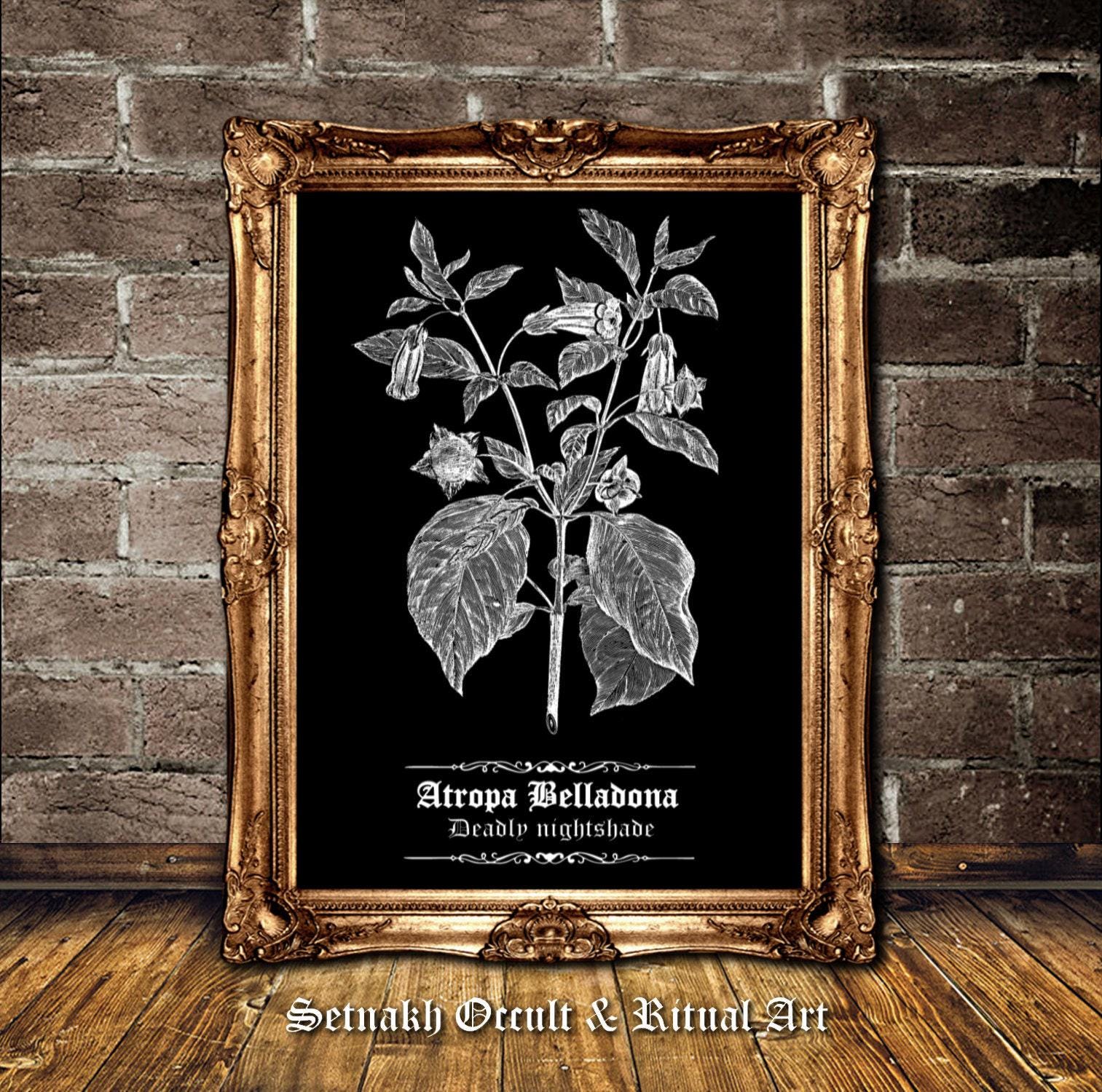 Atropa Belladonna Antique Print – Deadly Nightshade Botanical Illustration, The Witches’ Herb, Occult Herbal Wall Art, Witchcraft Print, Wiccan Pagan Decor, Vintage Botanical Sketch #N5
