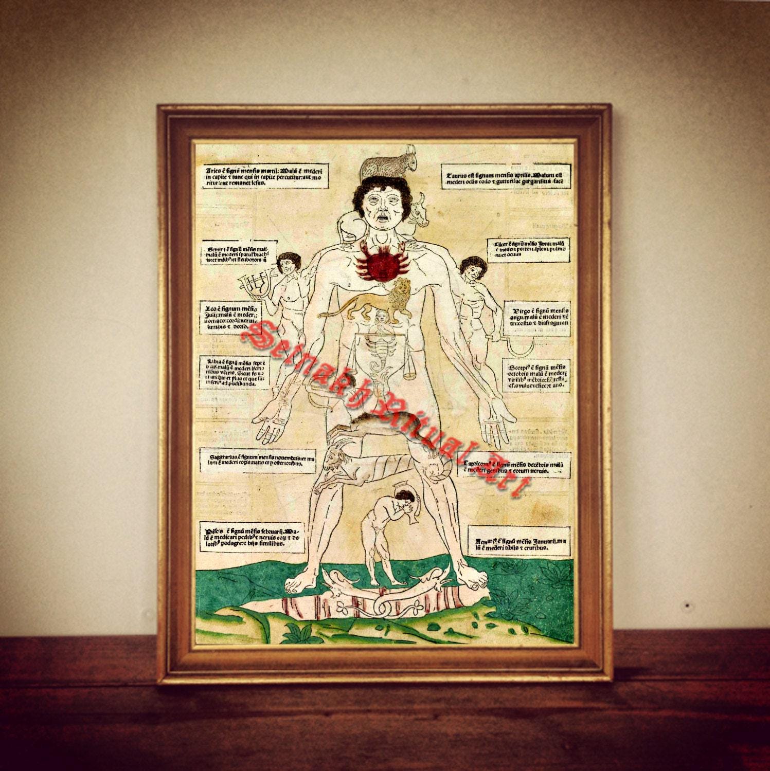 Fasciculus Medicinae, occult anatomy print, occult anatomy illustration, astrology poster | antique rustic vintage home decor, altar #165