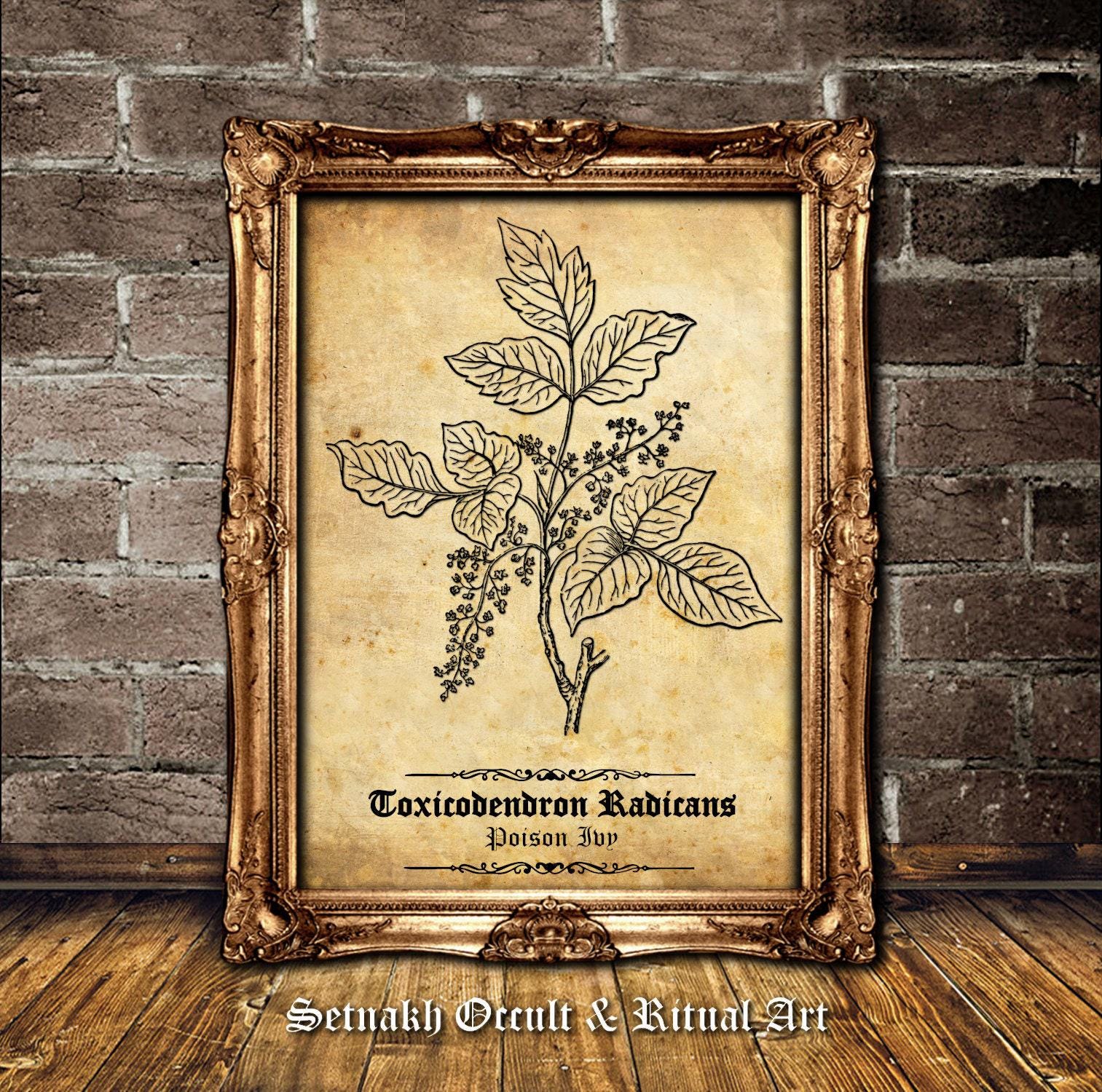 Poison Ivy art print, herbs used in witchcraft poster, wiccan and pagan wallart, poisonous plant, witch house decor, botanical, nature #N4