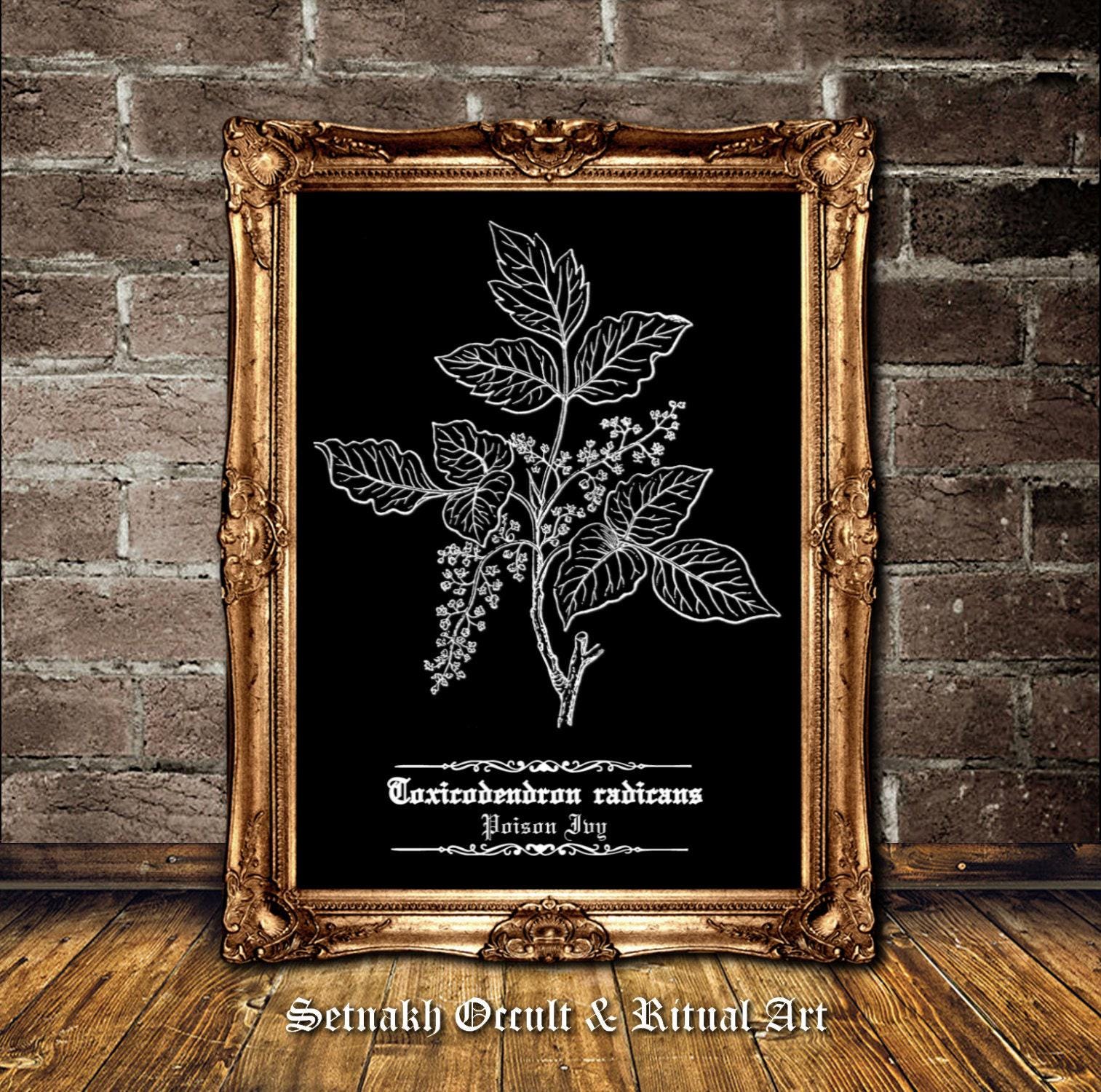Poison Ivy art print, herbs used in witchcraft poster, wiccan and pagan wallart, poisonous plant, witch house decor, botanical, nature #N4