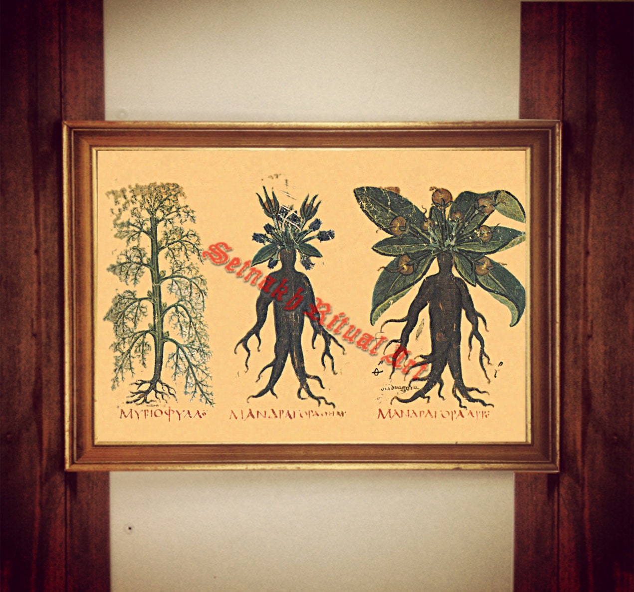 214# Mandrake print, witch plant illustration, mandragora poster, occult print, witch home decor, magick print, kitchen wall decor, herbs