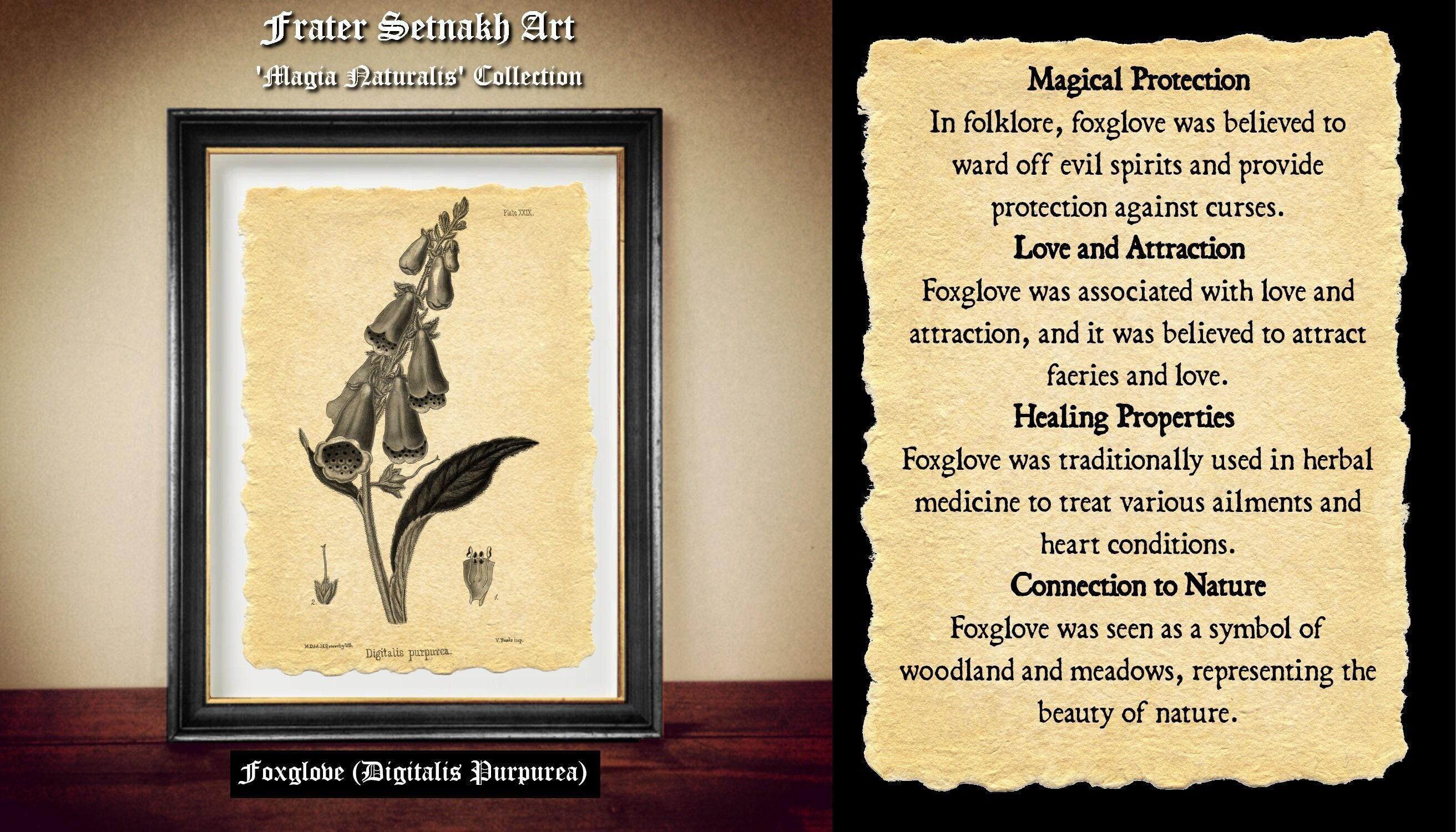 Foxglove flower antique print, Digitalis Purpurea, Dead Men’s Bells antique print, Witchcraft, Magick, protection, faeries, divination N6.45