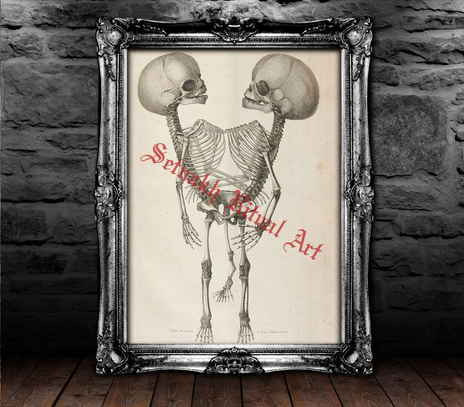 Vintage occult print, Siamese skeleton poster, victorian macabre, halloween decor, demonic skull art, bizarre home decor #440