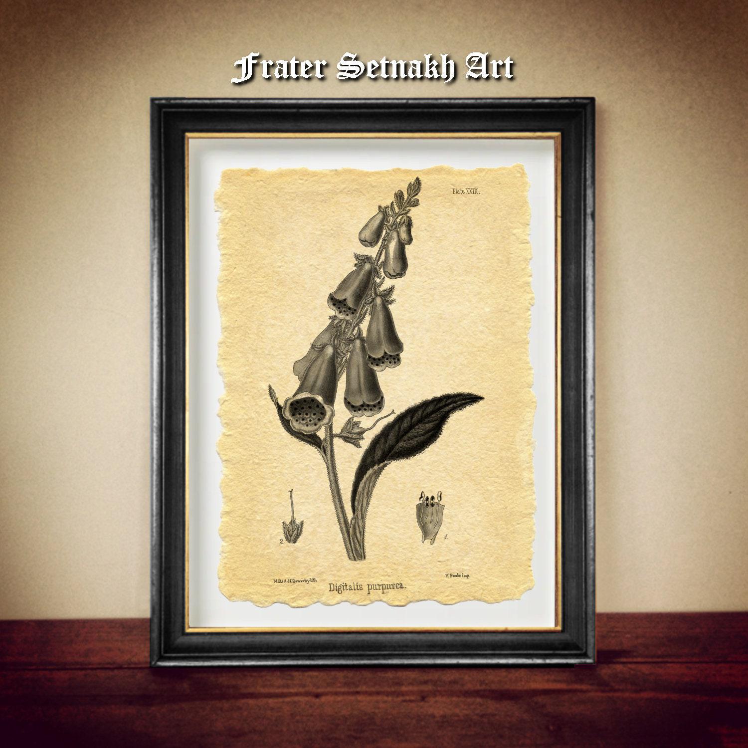 Foxglove flower antique print, Digitalis Purpurea, Dead Men’s Bells antique print, Witchcraft, Magick, protection, faeries, divination N6.45