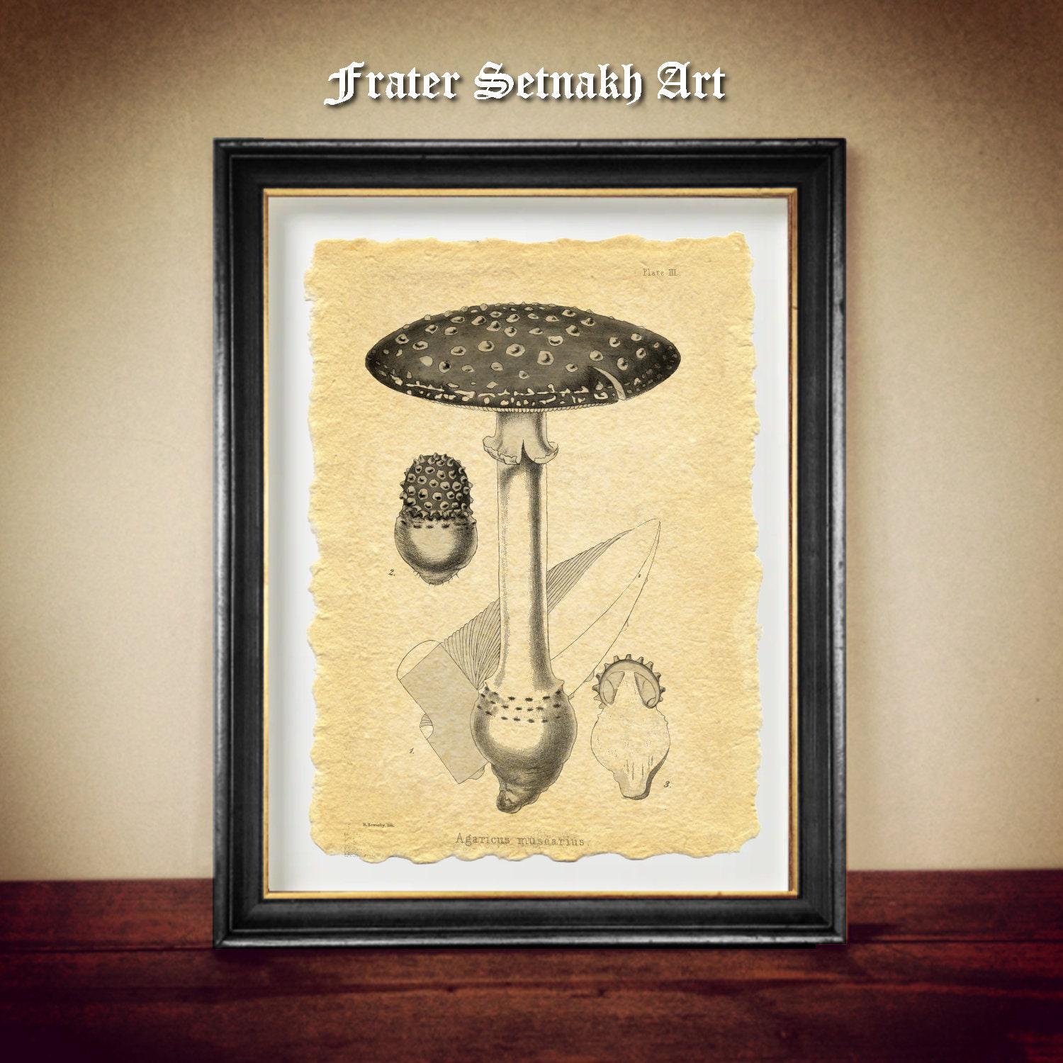 Amanita Muscaria, Fly Agaric print, Witchcraft, Mushrooms Magick, fertility, lucid dreaming, OOBE, enhanced clarity of the mind N6.57