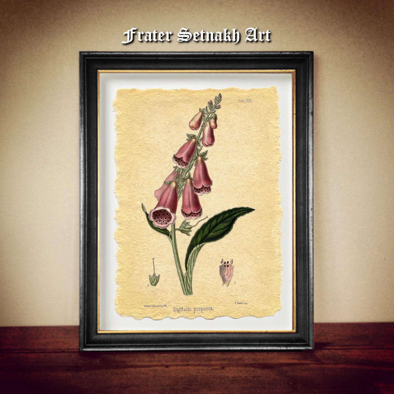 Foxglove flower antique print, Digitalis Purpurea, Dead Men’s Bells antique print, Witchcraft, Magick, protection, faeries, divination N6.45
