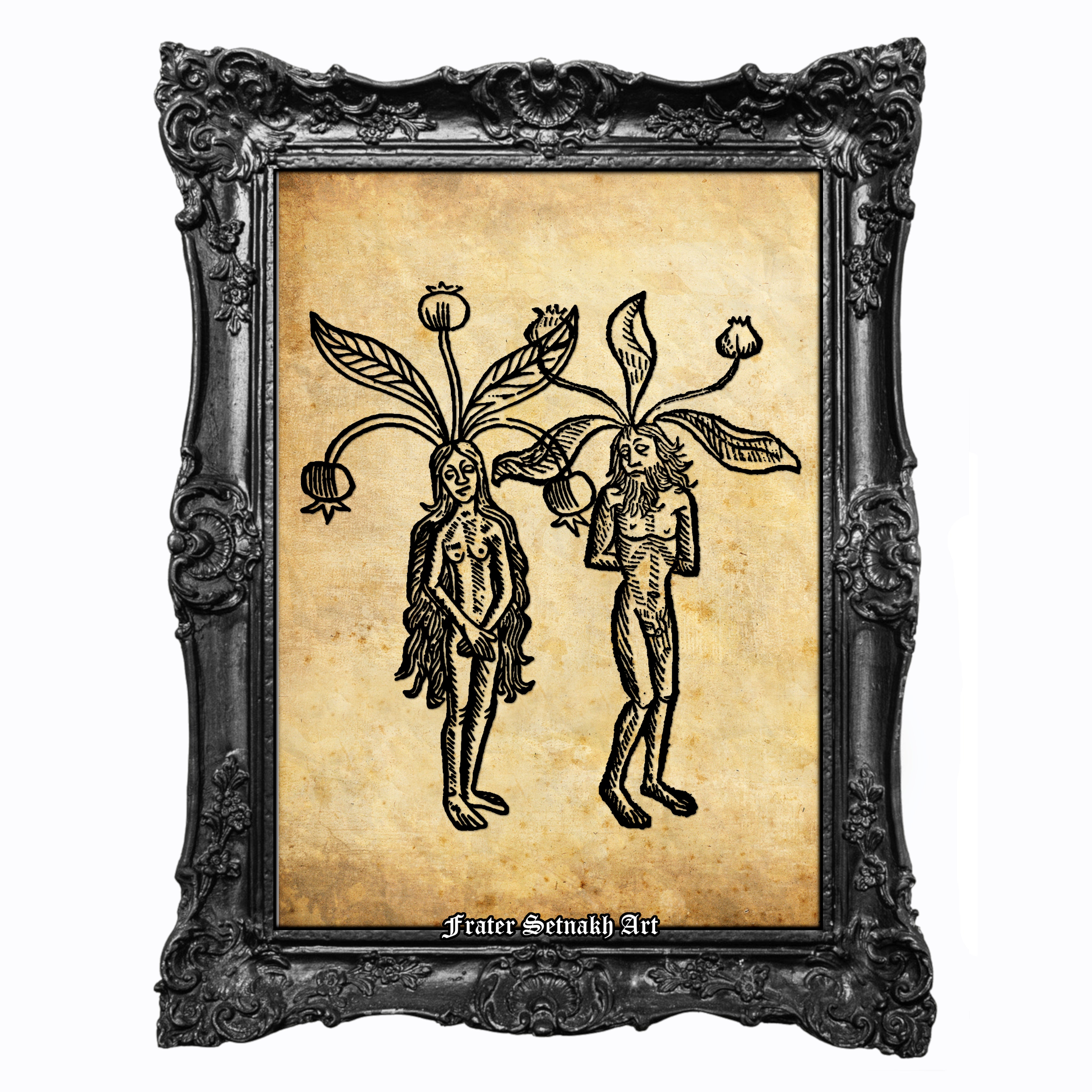 Mandrake (Mandragora) Print, Jakob Meydenbach, Hortus Sanitatis, 1491, Occult Witch Plant Print, Medieval Herb Illustration & Esoteric Botanical Poster #213
