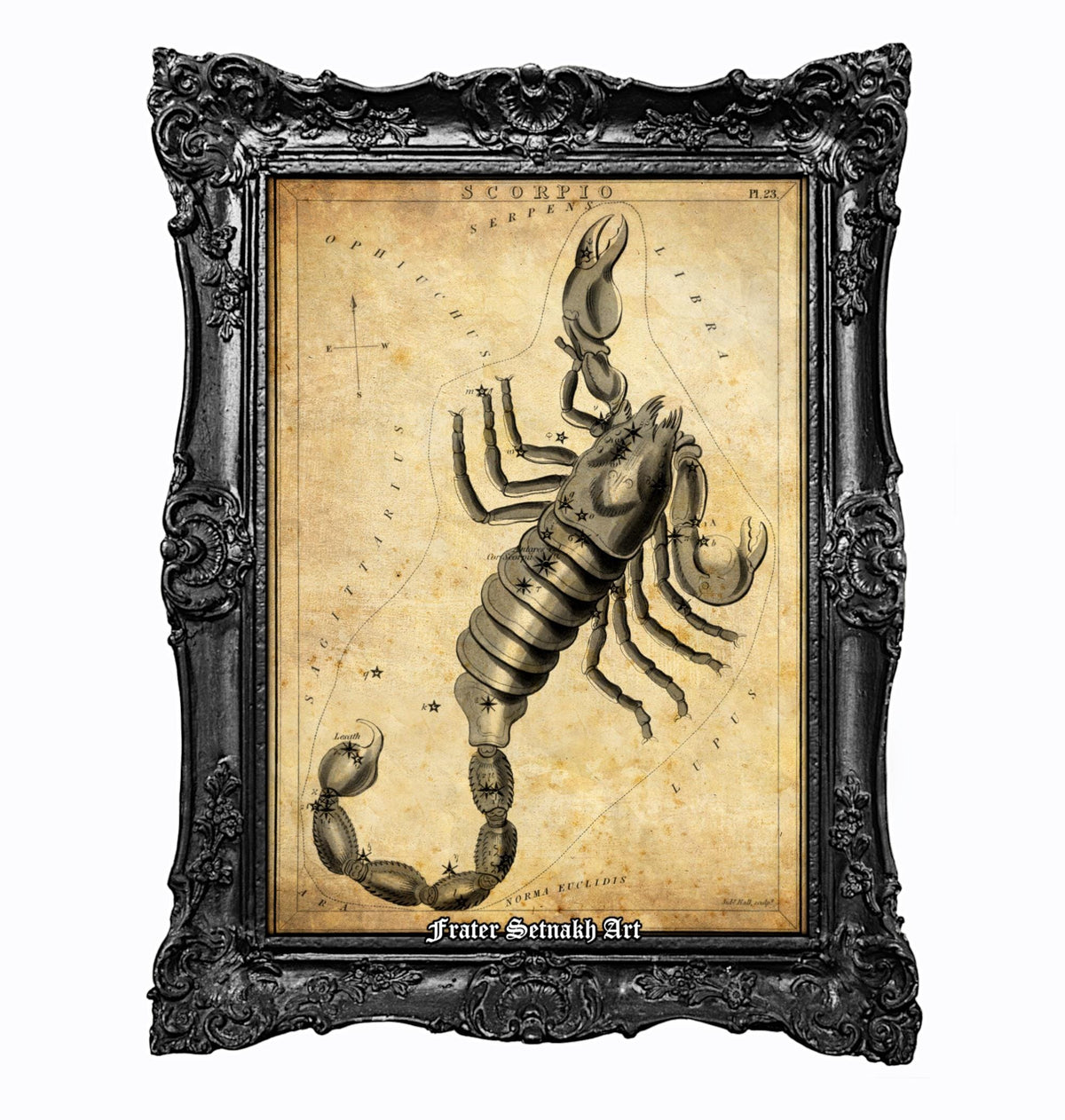 a framed illustration of a detailed drawing of a scorpion.