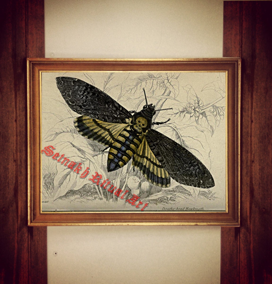 Skull moth print, moth poster, skull moth illustration, moth wall decor, death&#39;s-head Hawkmoth print, vintage moth decor #352