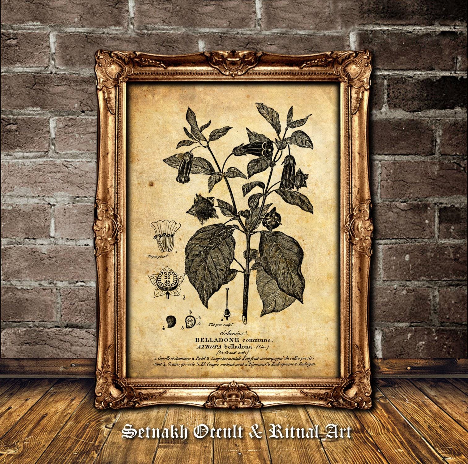 Atropa Belladonna Antique Print – Deadly Nightshade Botanical Illustration, The Witches’ Herb, Occult Herbal Wall Art, Witchcraft Print, Wiccan Pagan Decor, Vintage Botanical Sketch #N5